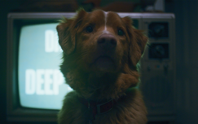 《乖狗狗》牠看見的，聽見的，經歷著的