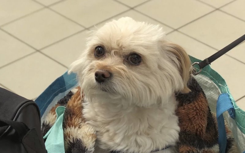 《戰火下的毛孩》山田茜明年一月訪台與台灣觀眾分享在烏克蘭的所見所聞